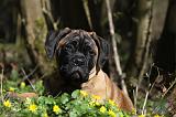 BULLMASTIFF 449